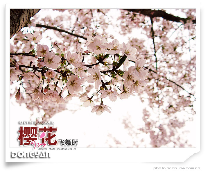 樱花飞舞时