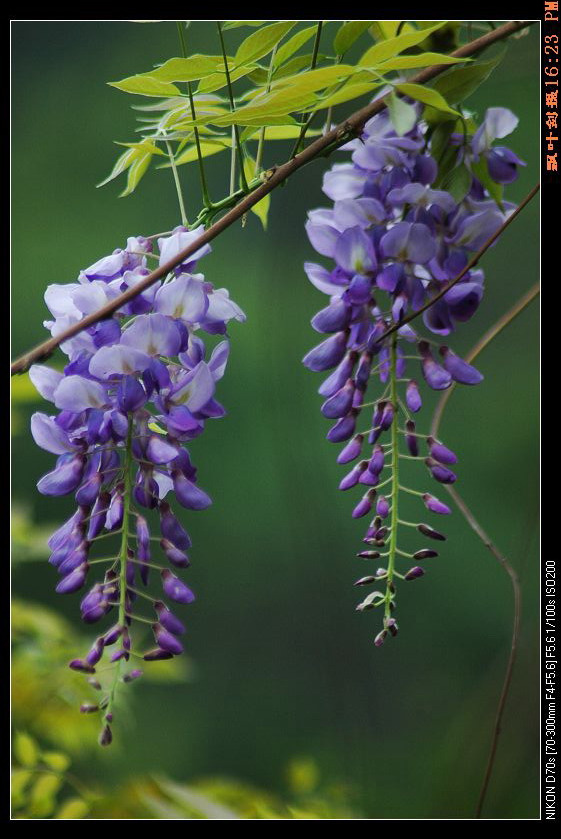 长了108年的紫藤花