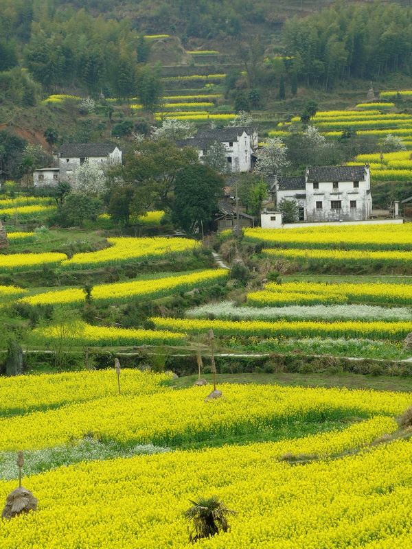 美丽乡村婺源