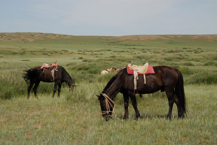 【华北草原上的蒙古马摄影图片】内蒙古 希拉