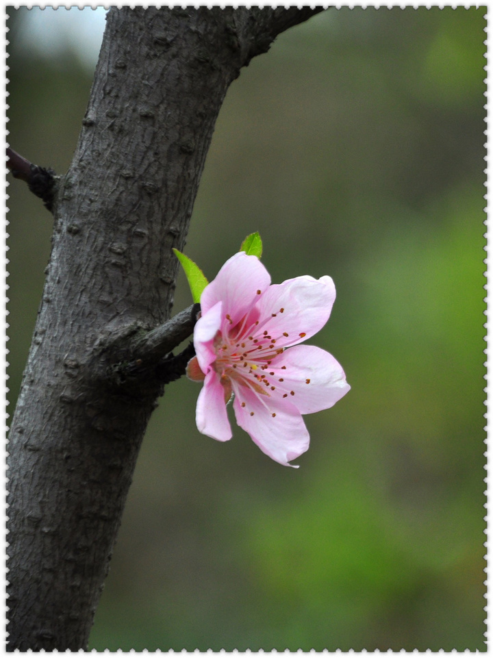 二月的桃花