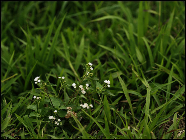 野花野草