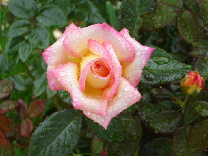 好一朵美丽的玫瑰花