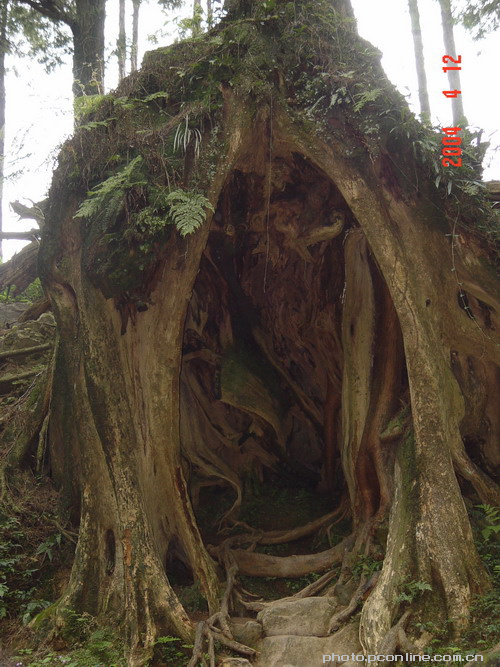 【奇树摄影图片】台湾生态摄影