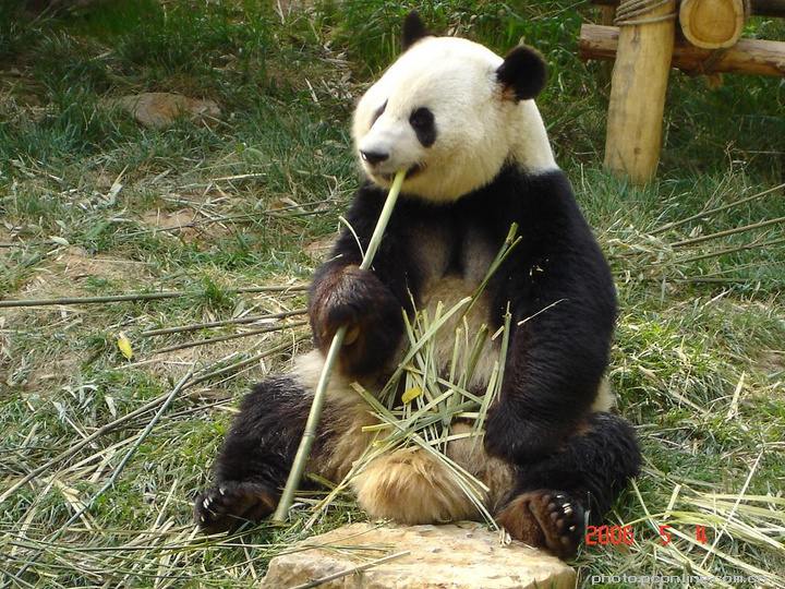 【可爱的熊猫摄影图片】无锡生态摄影_小猪