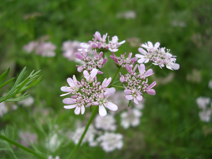 香菜花