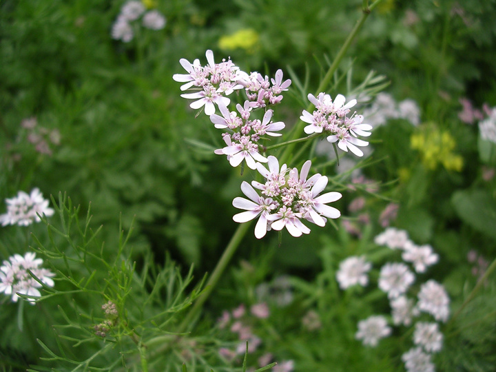 香菜花