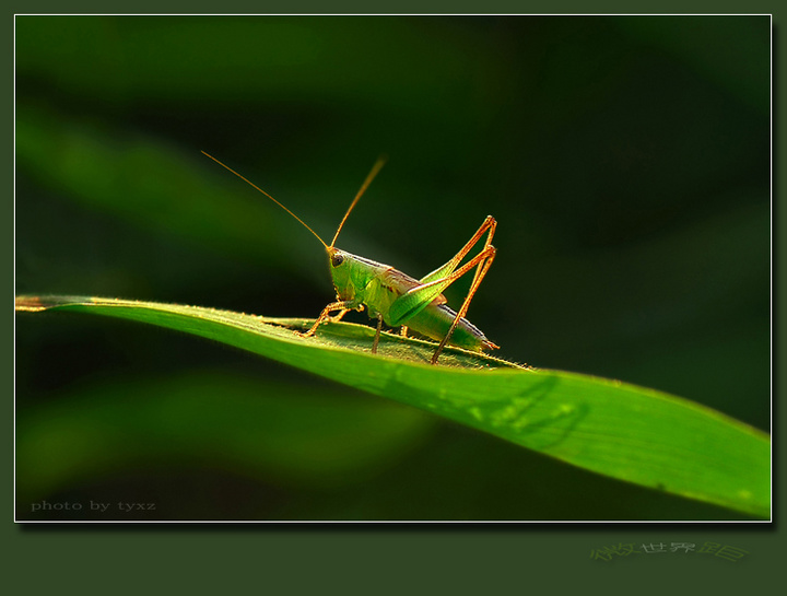 【昆虫世界摄影图片】广州--小石船生态摄影