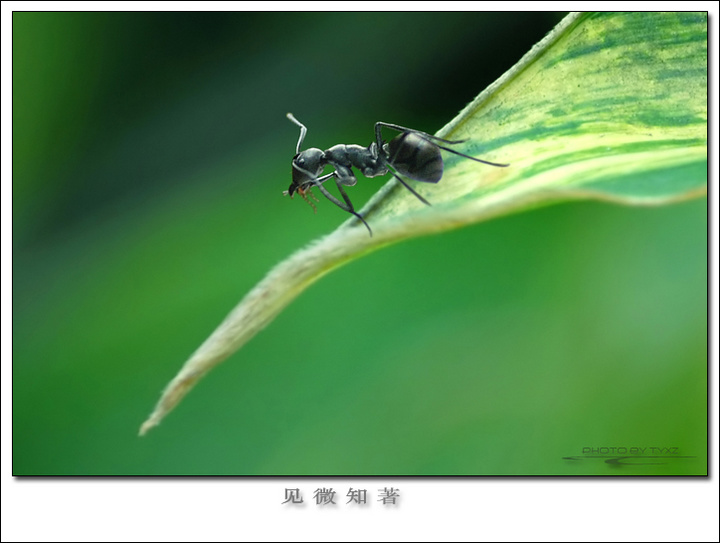 【见微知著--探索微距景观摄影图片】广州生态