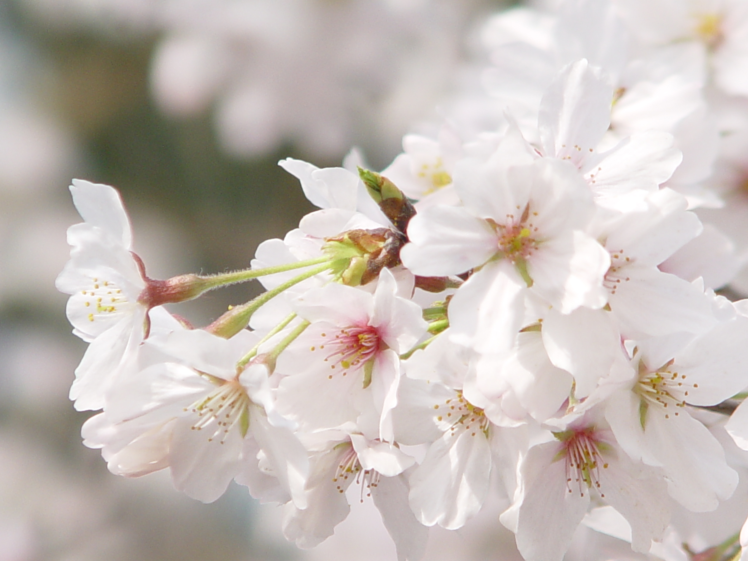 三月赏樱季，无锡樱花烂漫正当时-无锡旅游攻略-游记-去哪儿攻略