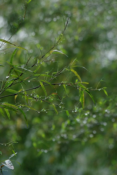 【清明雨中行(二)摄影图片】江西,樟树生态摄影