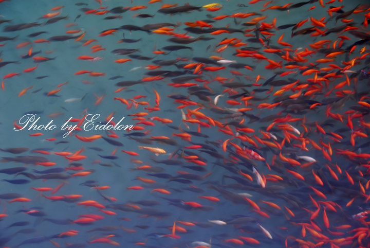 【我是一只鱼摄影图片】五龙潭生态摄影