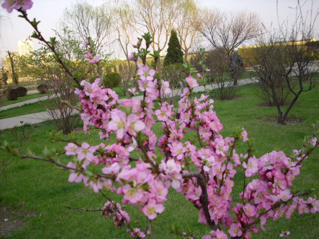 春天里的花花树树
