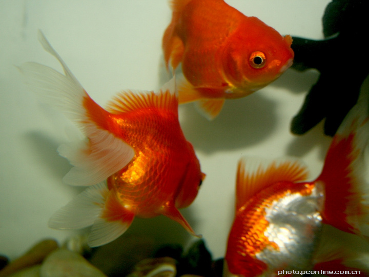 【十文三条小金鱼摄影图片】家中鱼缸生态摄影