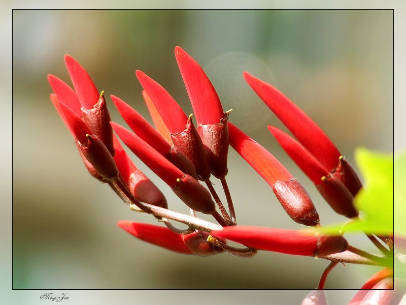 象牙花