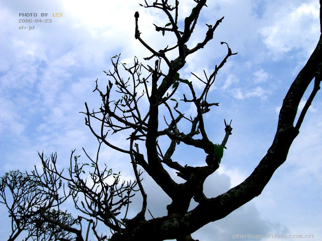 【伸向天空的手摄影图片】珠海吉大生态摄影