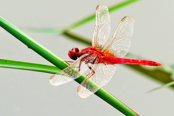 【红蜻蜓蓝蜻蜓摄影图片】md生态摄影_shan