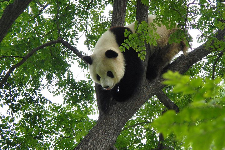 树上熊猫