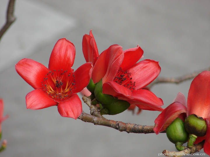 红棉花