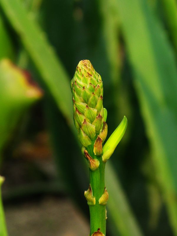 【芦荟种植园摄影图片】秦山镇纪实摄影_九月