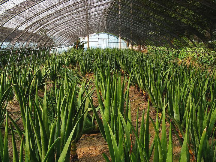 【芦荟种植园摄影图片】秦山镇纪实摄影_九月