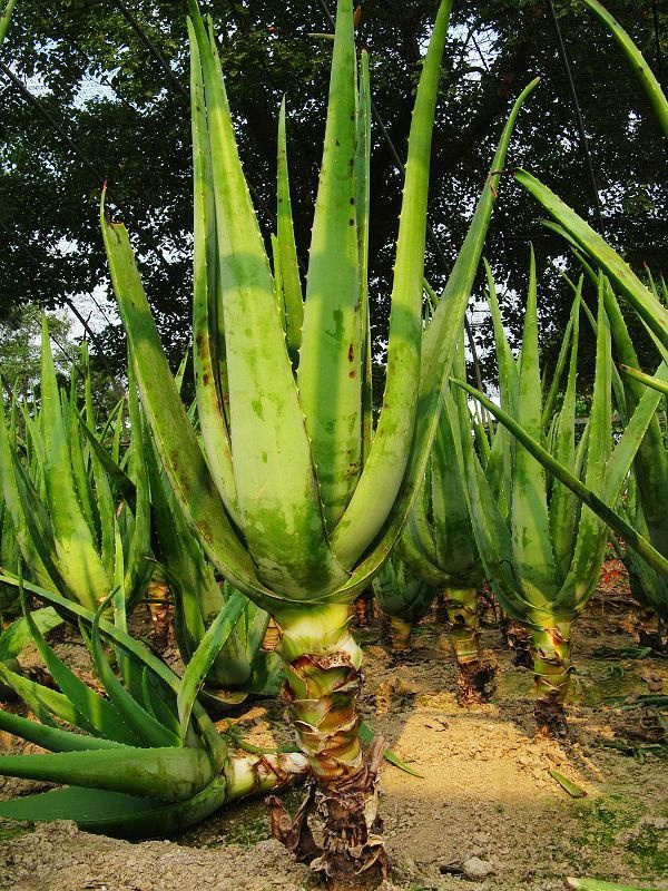 【芦荟种植园摄影图片】秦山镇纪实摄影_九月