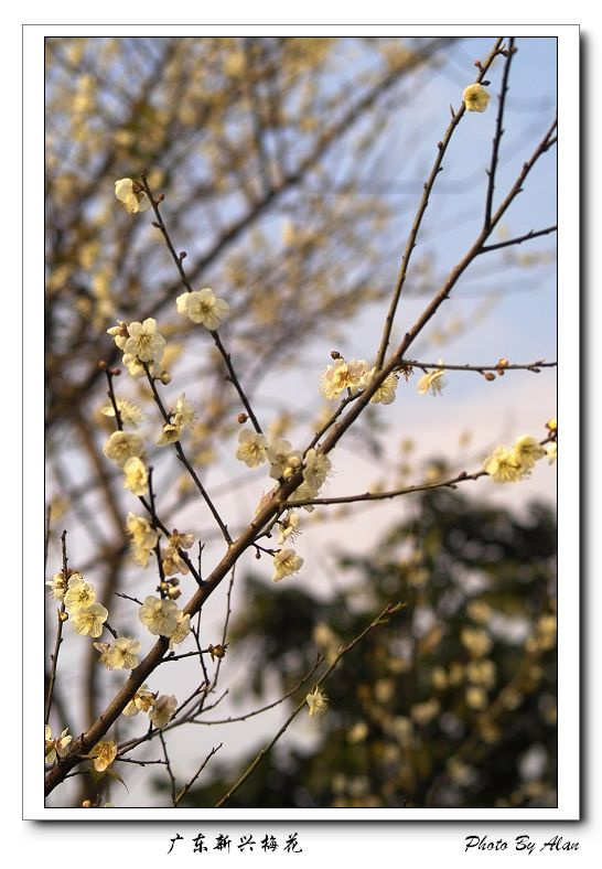 广东新兴梅花