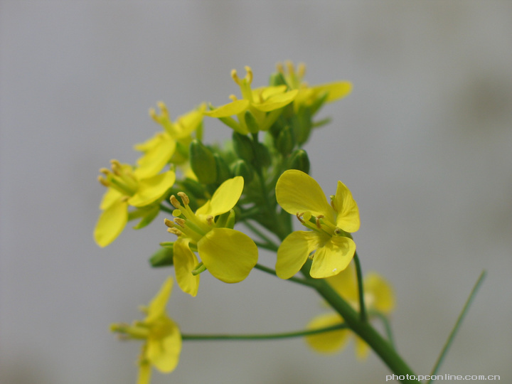 小白菜花