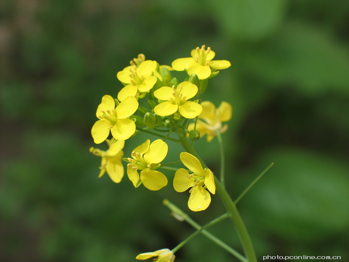 小白菜花