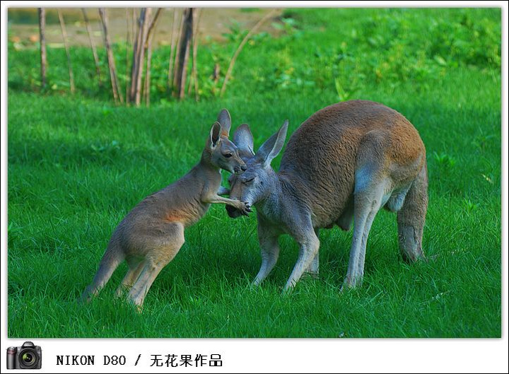 【唧唧歪歪·动物园摄影图片】北京动物园生态