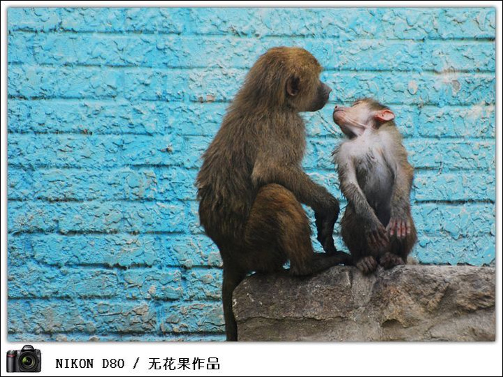 【唧唧歪歪·动物园摄影图片】北京动物园生态