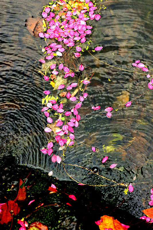 "昨夜春风入梦中,花开花落几曾红"