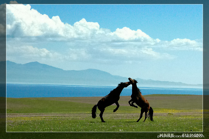 【塞湖牧马图摄影图片】新疆伊犁塞里木草原风