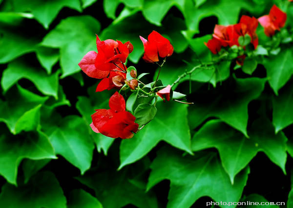【花儿为什么这样红摄影图片】重庆生态摄影_