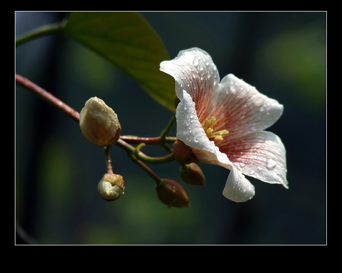 又见桐花笑春风