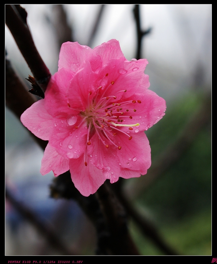 【雨中桃花摄影图片】深圳西丽生态摄影_飘_太平洋网