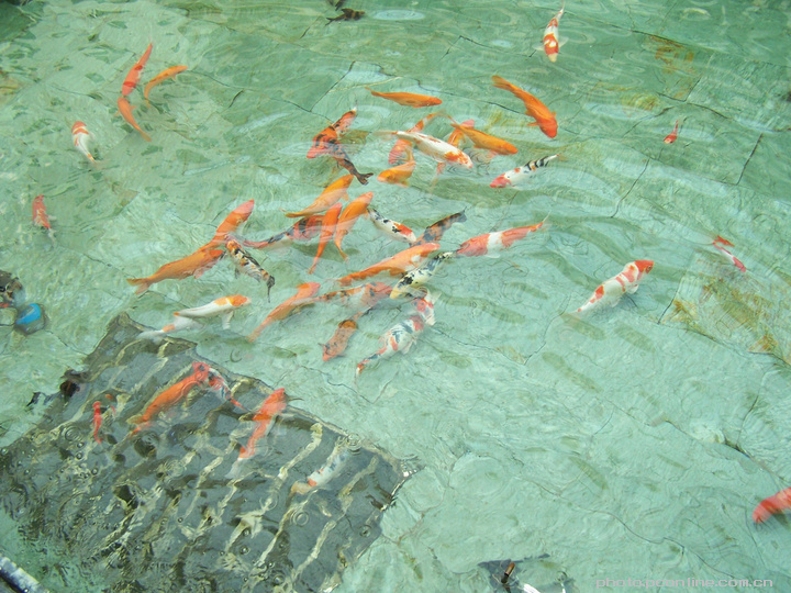 游鱼戏水