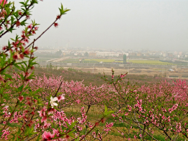 【桃花山上摄影图片】河南唐河风光旅游摄影_