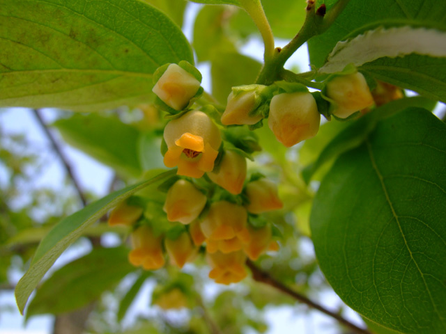 柿子花