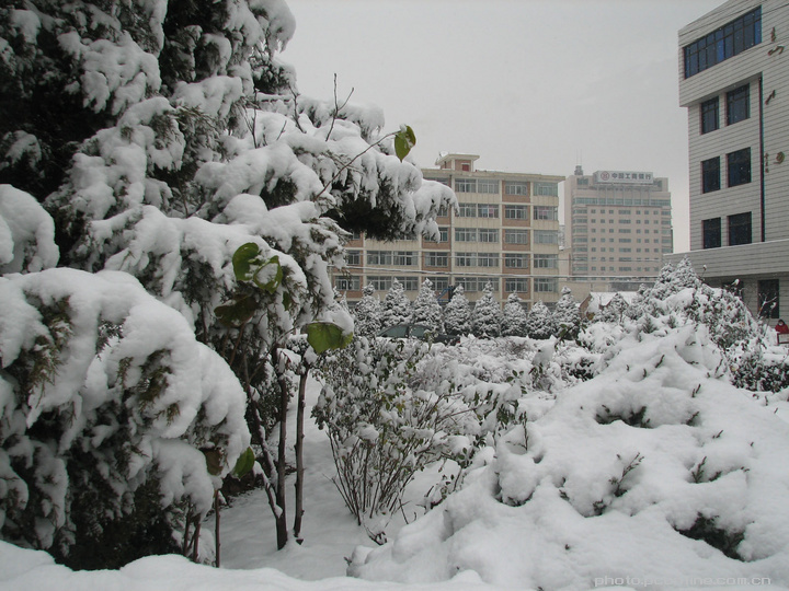 【瑞雪初降摄影图片】室外生态摄影