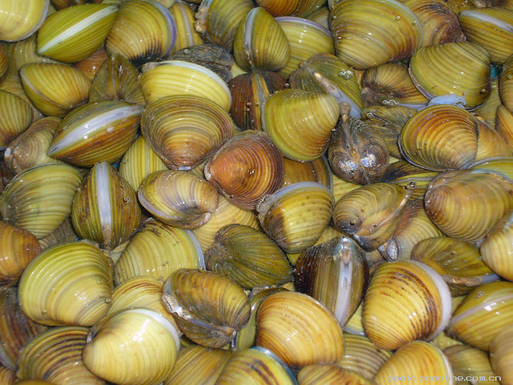 小小河贝