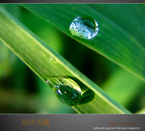《阳光雨露》