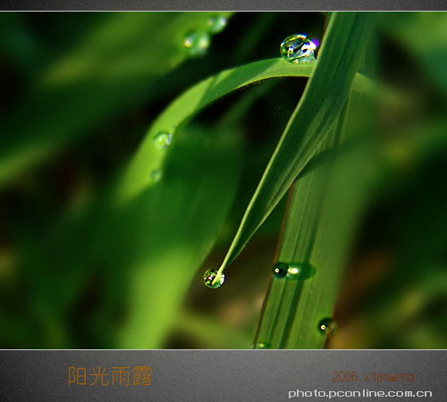 《阳光雨露》