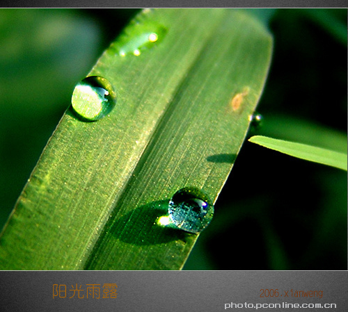 《阳光雨露》