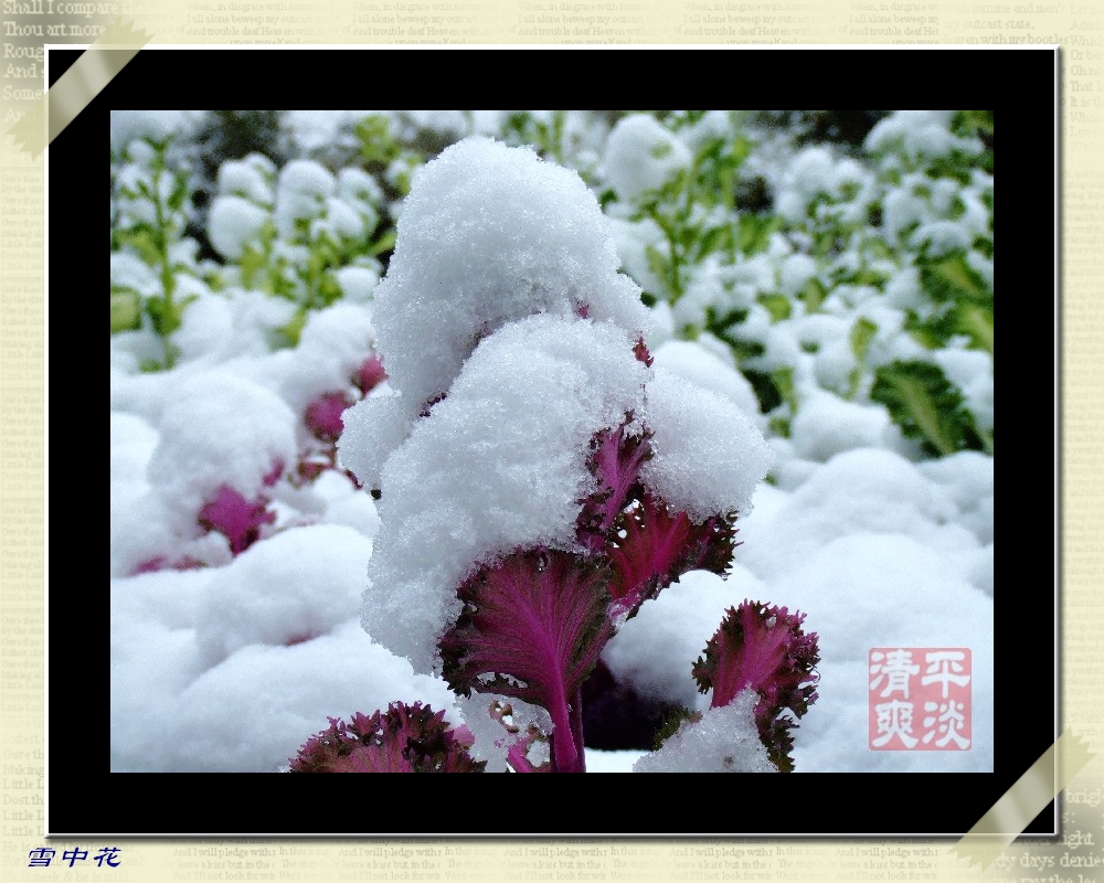 雪中花