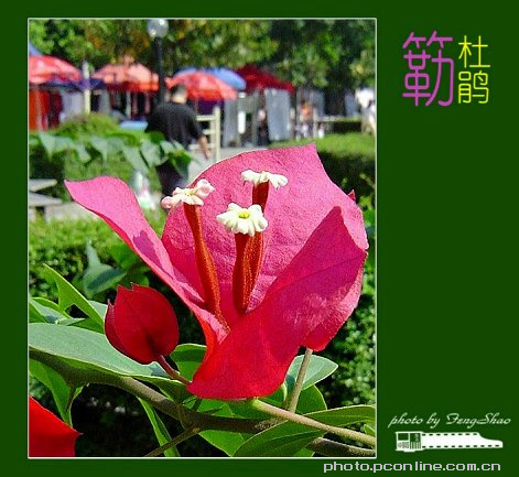 【深圳市花《簕杜鹃》之一摄影图片】住宅小区