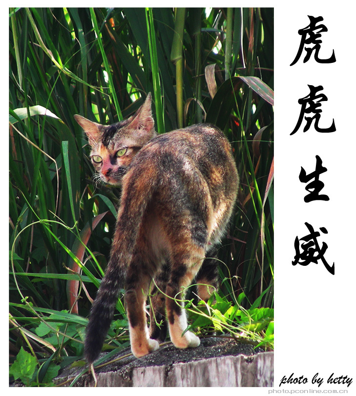 照猫画虎