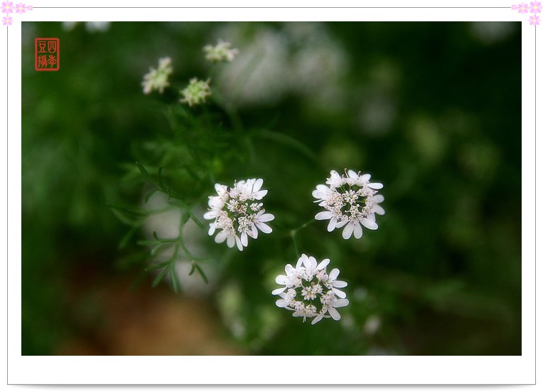 幽幽香菜花