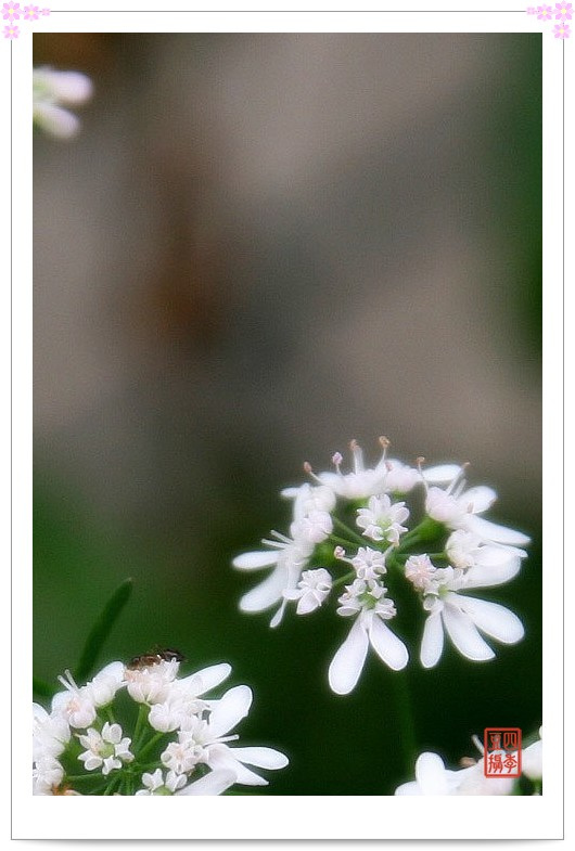 幽幽香菜花
