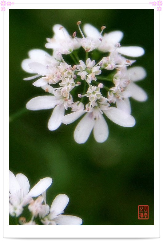幽幽香菜花